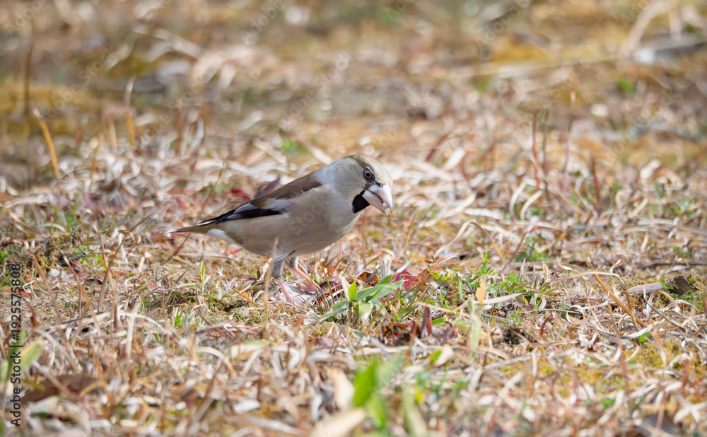 Obraz premium 冬の陽光を浴びて、一心に餌を啄むシメの姿