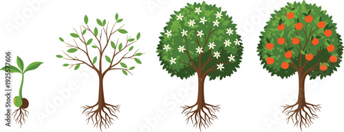Tree growth stages illustration from seedling to fruit bearing plant showing life cycle development nature gardening vector isolated on white background