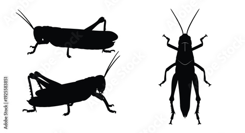 Three grasshopper illustrations presented in a stark black silhouette