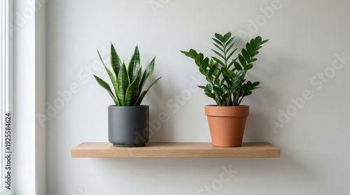 Minimalist interior with snake plant and zz plant on wooden shelf against neutral wall background
