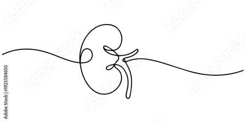 One continuous line drawing of the human kidney organ, Human kidney one line art drawing for medical concept, One continuous line drawing of the human kidney organ.