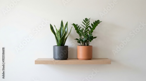 Minimalist shelf display with snake plant and zz plant in modern grey and terracotta pots against neutral background
