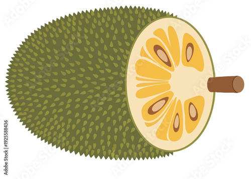 Jackfruit illustration with green skin and yellow flesh.