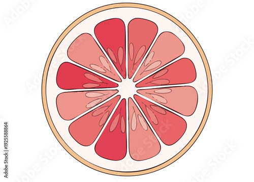 Vibrant pink citrus fruit slice illustration.