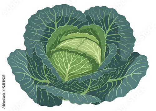 A vibrant green cabbage head with layered leaves.
