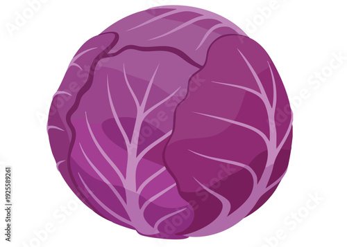 A vibrant purple cabbage illustration on a white background.