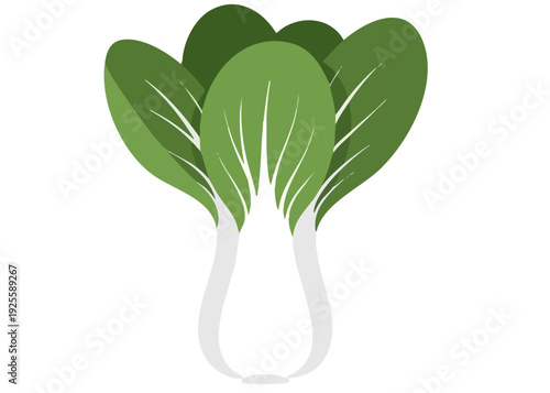 Bok Choy Vegetable Illustration with Green Leaves.