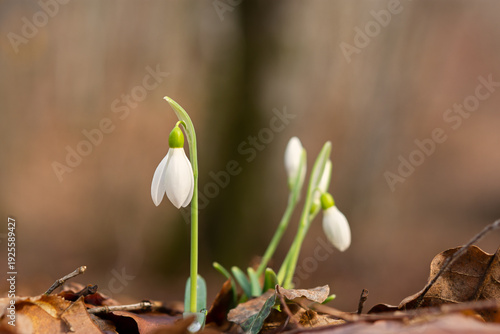Snowdrops Galanthus nivalis in the forest close-up. Macro photography of snowdrops among fallen leaves in spring. Tender first flowers in bright sunlight. The concept of spring. Soft selective focus.