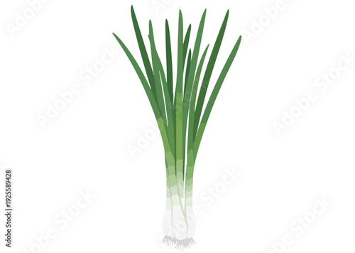 Fresh green chives in a clear glass vase with water.