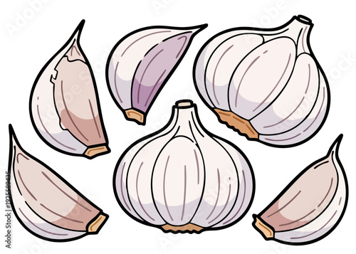 Garlic cloves and bulb illustration on white background.