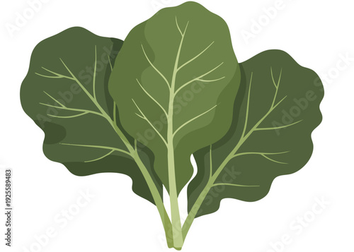 Illustration of fresh green broccoli leaves on white background.
