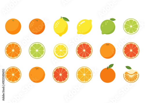 Colorful citrus fruits illustration with various oranges and lemons.
