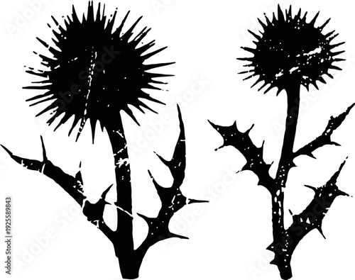 Silhouette of two spiky thistle plants with sharp leaves and round flower heads