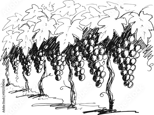 Hand drawn grapevines with hanging grape clusters and large leaves in vineyard row