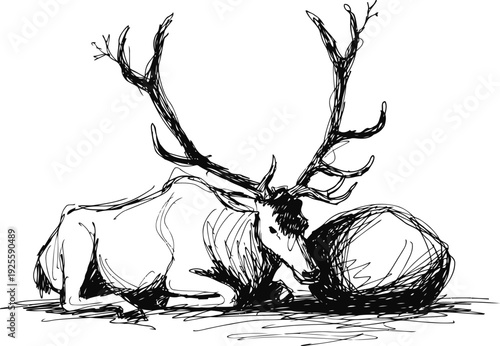 Resting elk with large antlers lying down, wildlife nature illustration in sketch