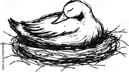 Bird resting in nest illustration hand drawn black and white sketch, peaceful animal concept