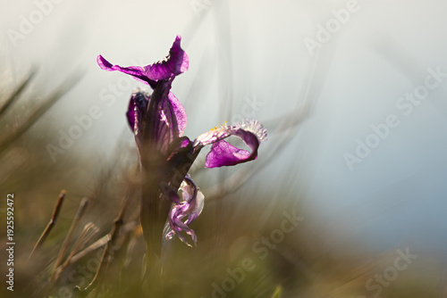 Wild purple iris pumila blooms in the meadow. Beautiful sunny spring landscape with wild flowers. Green grass, delicate flowers, the concept of spring warmth, awakening. A protected rare species.