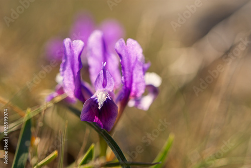 Wallpaper Mural Wild purple iris pumila blooms in the meadow. Beautiful sunny spring landscape with wild flowers. Green grass, delicate flowers, the concept of spring warmth, awakening. A protected rare species. Torontodigital.ca