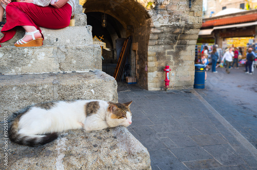 Εκτύπωση καμβά A stray shorthair tabby cat sleeps near tourists on stone steps in Hippocrates Square, in the medieval old town of Rhodes, Greece
