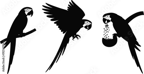 Three Black Silhouette Macaw Parrots in Different Poses on White Background bird
