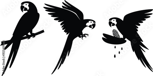Three black silhouette macaws, one perched, one flying, one eating seeds parrots birds