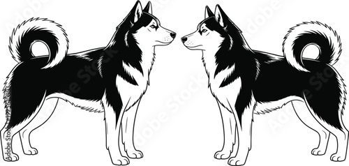 Two black and white husky dogs facing each other on a white background Keywords: husky, dog, canine, animal, pet, black and