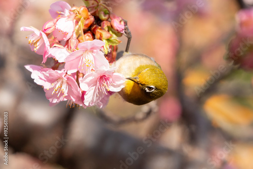 河津桜とメジロ	