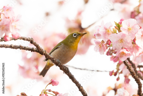 河津桜とメジロ	