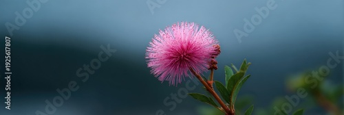 Close-up of a vibrant pink mimosa flower against a blue hazy background