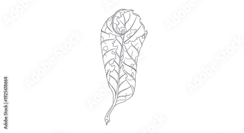 Detailed Line Drawing of a Single Leaf.