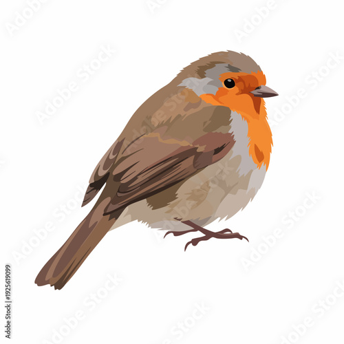 Realistic Detailed European Robin Bird Full Body Wildlife Illustration
