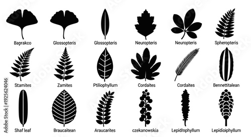 Collection of Various Leaf Silhouettes and Shapes.