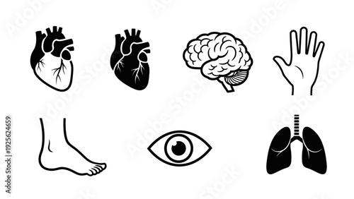 Human Body Organs and Body Parts Illustration.