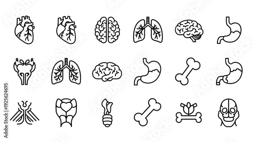 Human Body Organs and Bones Illustration Set.