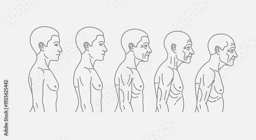Human Figures Showing Different Postures and Spinal Curvature.