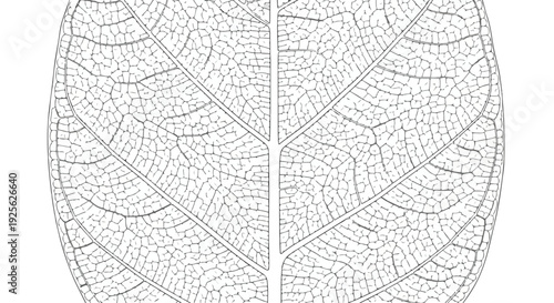 Monochrome close-up of a leaf's intricate vein structure on a plain white background.