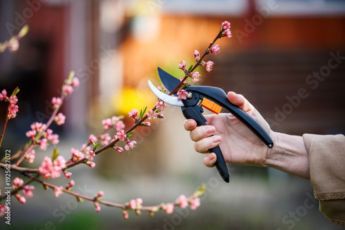 Εκτύπωση καμβά Gardener with pruning shears cutting peach tree branch in bloom
