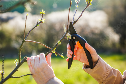 Farmer hands is cutting branch of apple tree with pruning shears. Spring gardening. Pruning tree in orchard