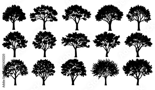 Beautiful Ash Tree Silhouette Vector Set Natural Forest Elements Collection