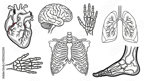 Detailed Human Anatomy Illustrations of Organs and Bones.