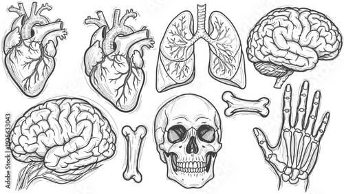 Human Anatomy Illustrations Including Organs and Bones.