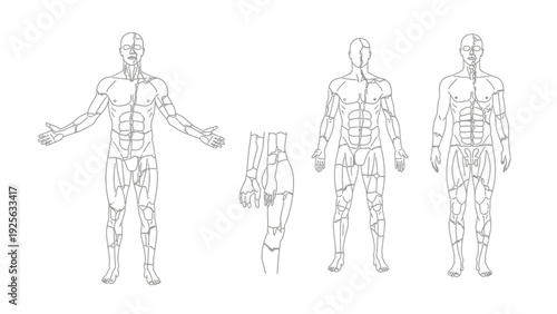 Human Body Anatomy Illustration Front Back Views.