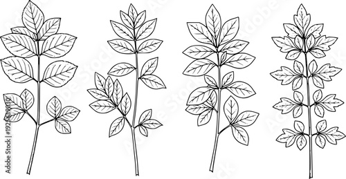 Detailed line of various botanical plant stems with leaves
