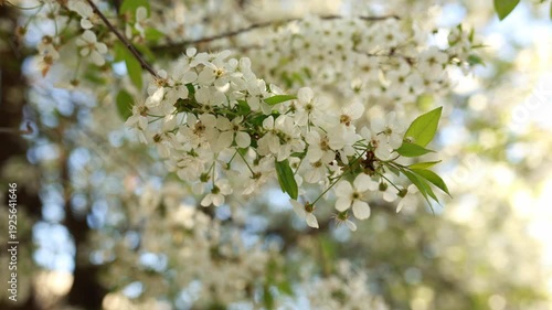 white cherry blossom flowers on tree branch. Sakura blooming in spring garden. Soft focus background, gentle wind movement. Spring season, Easter concept, nature footage.