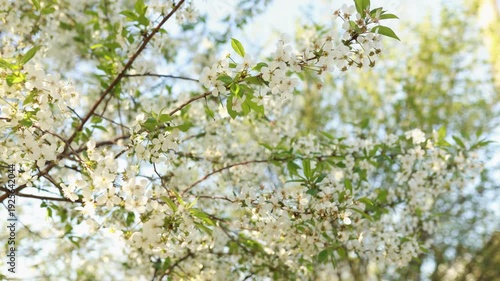 Close-up of white cherry blossom flowers on tree branch. Sakura blooming in spring garden. Soft focus background, gentle wind movement. Spring season, Easter concept, nature footage.