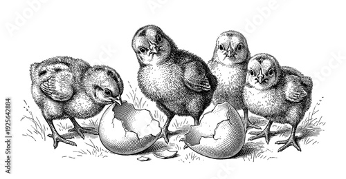 Four small Easter chicks in vintage style standing with cracked eggshells