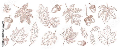 Autumnal collection of hand-drawn oak and maple leaves with acorns, perfect for fall season decorations, nature-themed designs, and Thanksgiving celebrations.