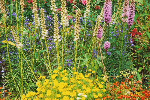Natural background with colorful wildflowers blooming in summer meadow