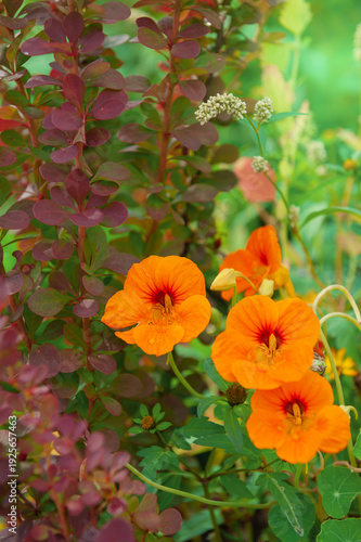 Colorful floral scene with orange nasturtium flower in garden