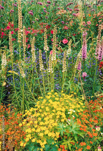 Natural background with colorful wildflowers blooming in summer meadow